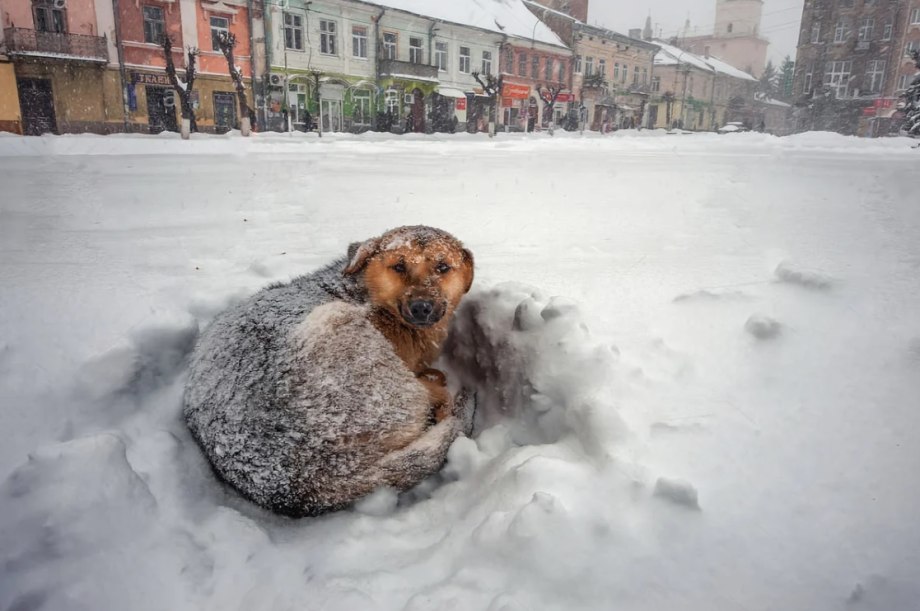 Замерзшая собака
