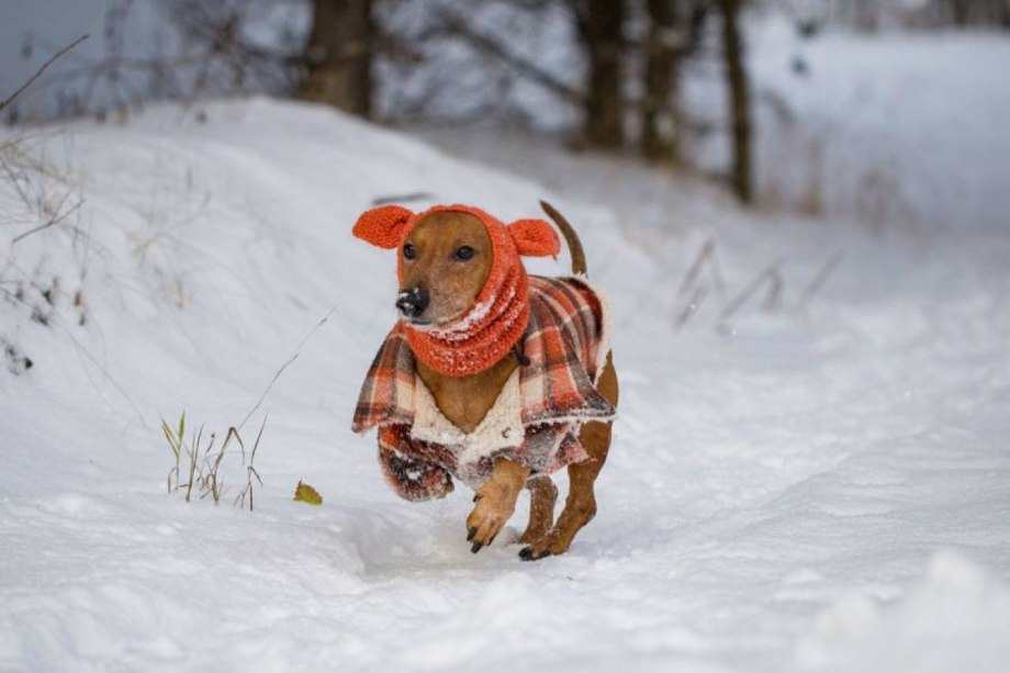 Замерзшая собака