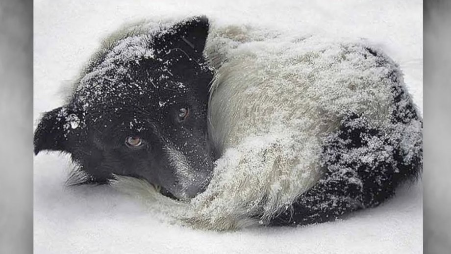 Замерзшая собака