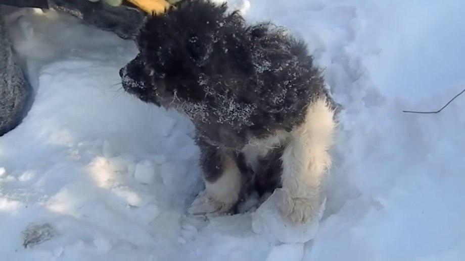 Замерзший щенок