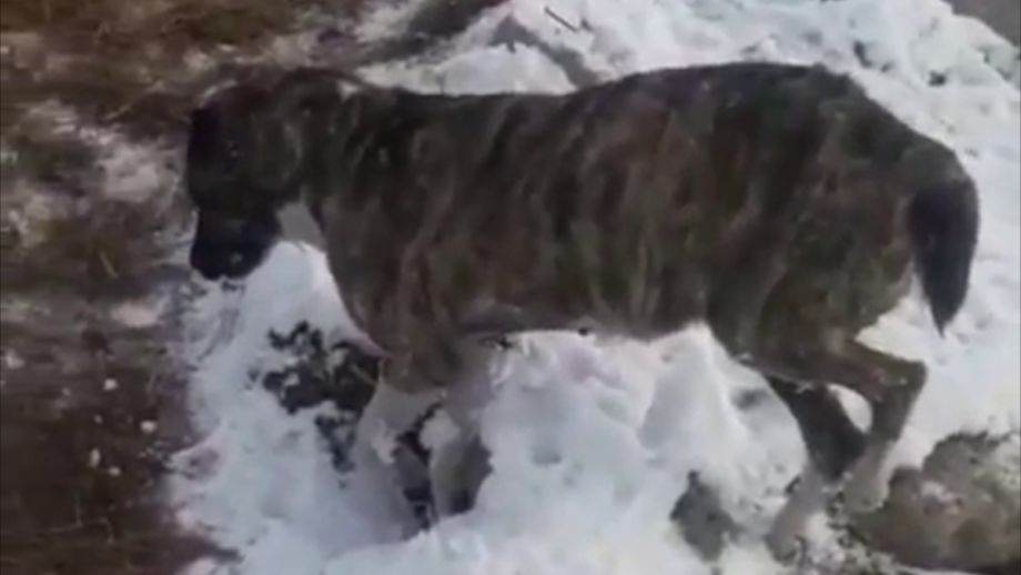Собака замерзла насмерть