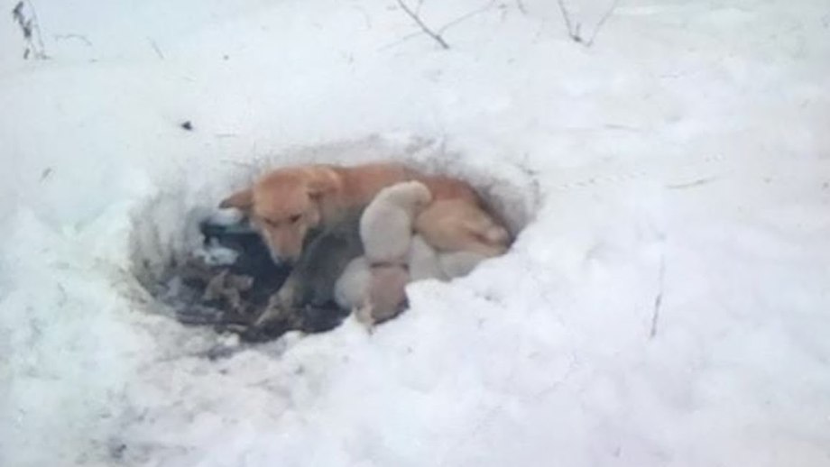 Собака замерзла в снегу