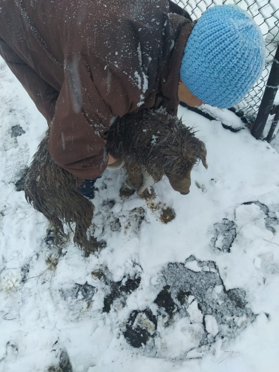 Замерзшая собака