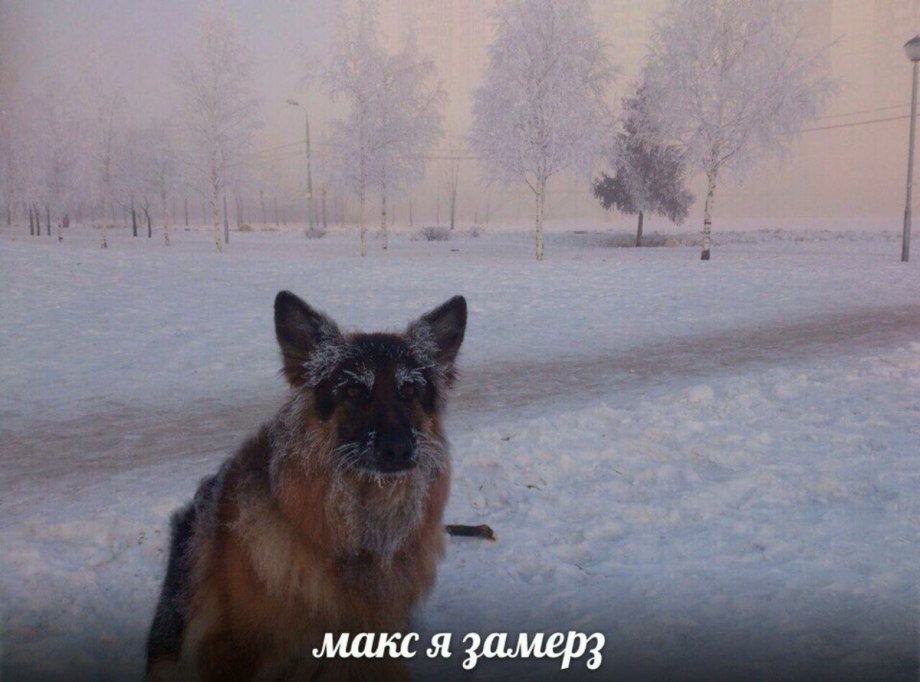 Спасение собаки из воды