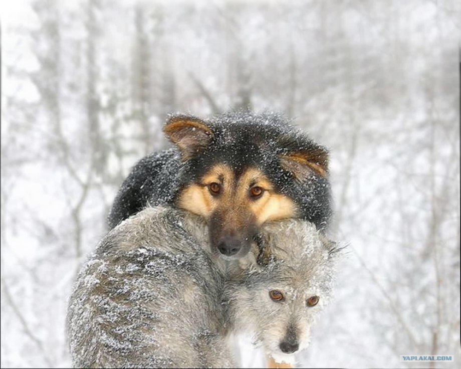 Замерзающие бездомные животные