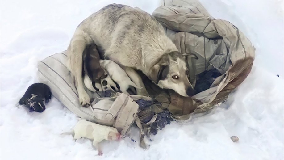 Бездомный щенок в снегу