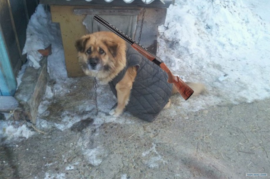 Собака в ватнике