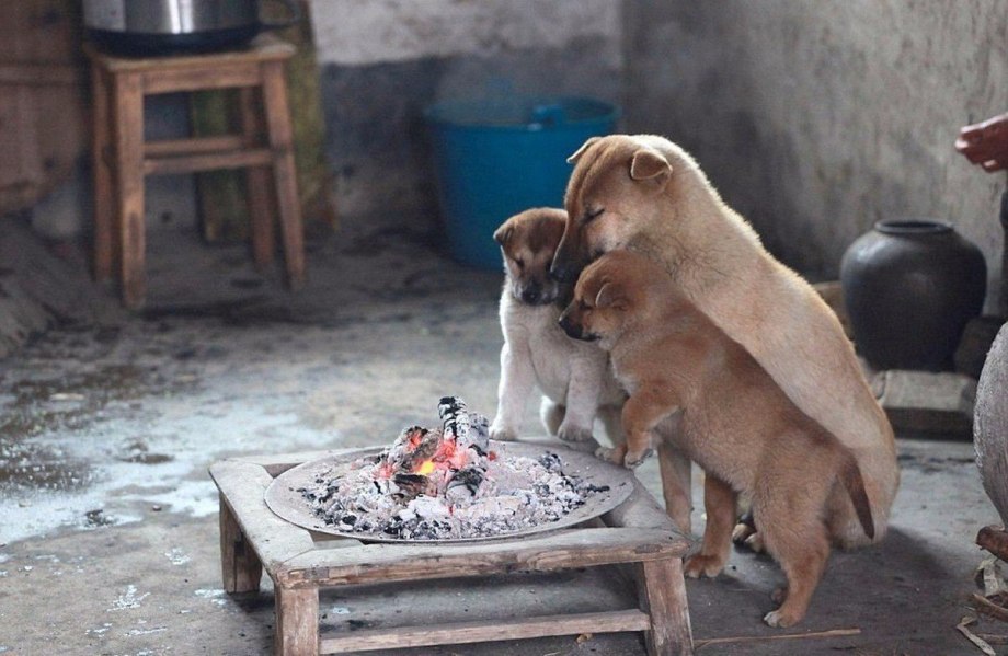 Бездомные животные зимой