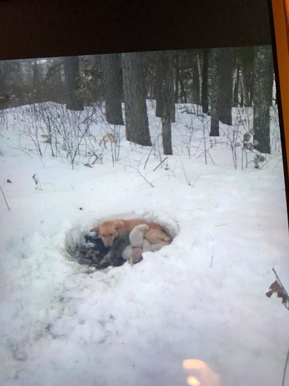 Собака замерзла в снегу