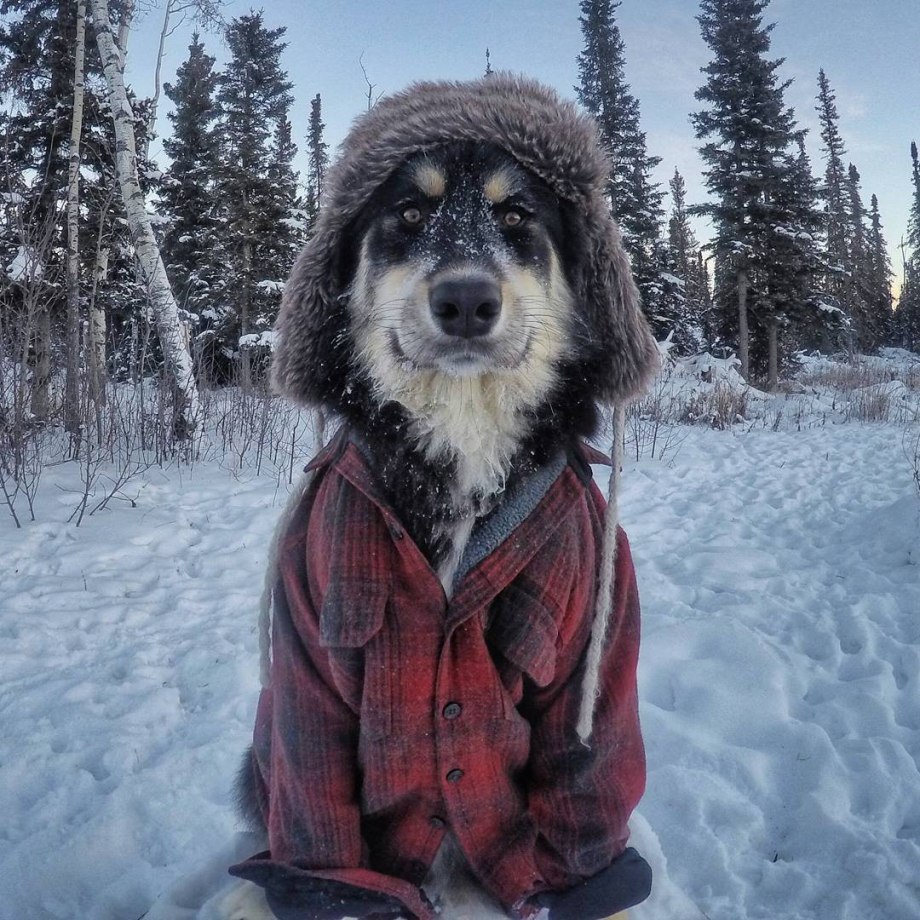 Собака мерзнет