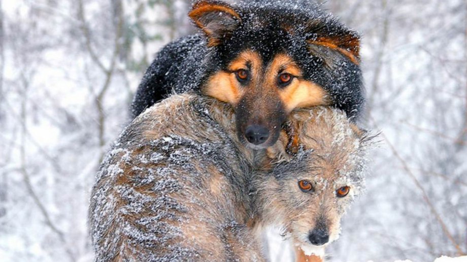 Собака в снегу