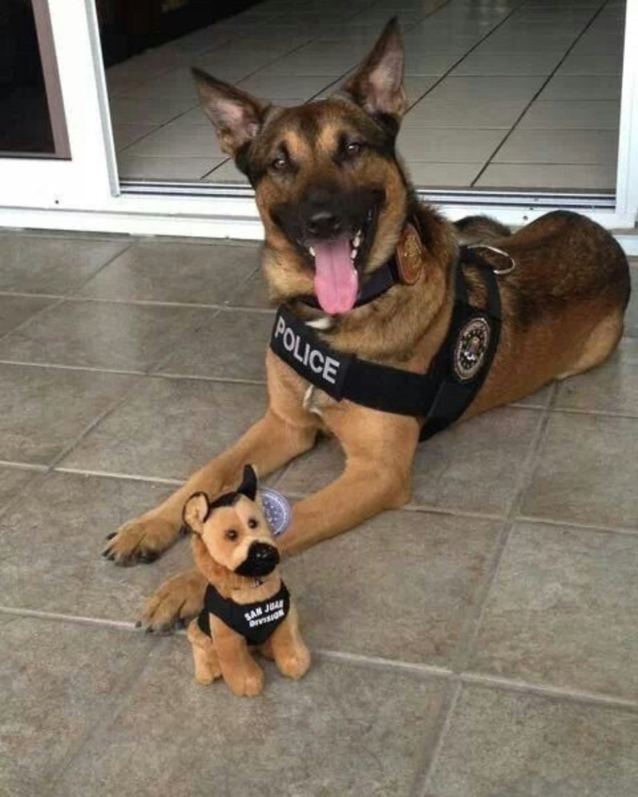 Шлейка Police k9