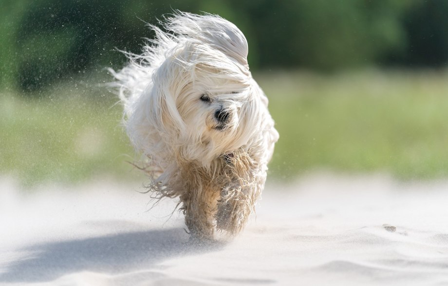 Выставка собак Westminster Kennel Club 2020