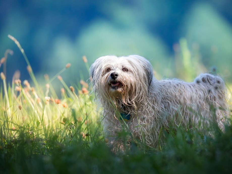 Havanese Dog