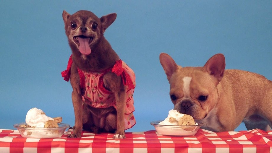 Dog and Ice Cream