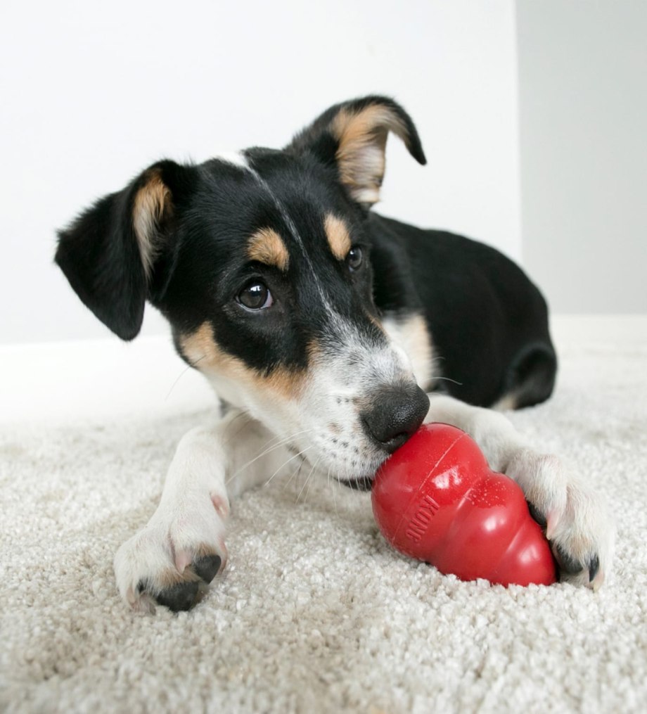 For Dogs Ice Cream