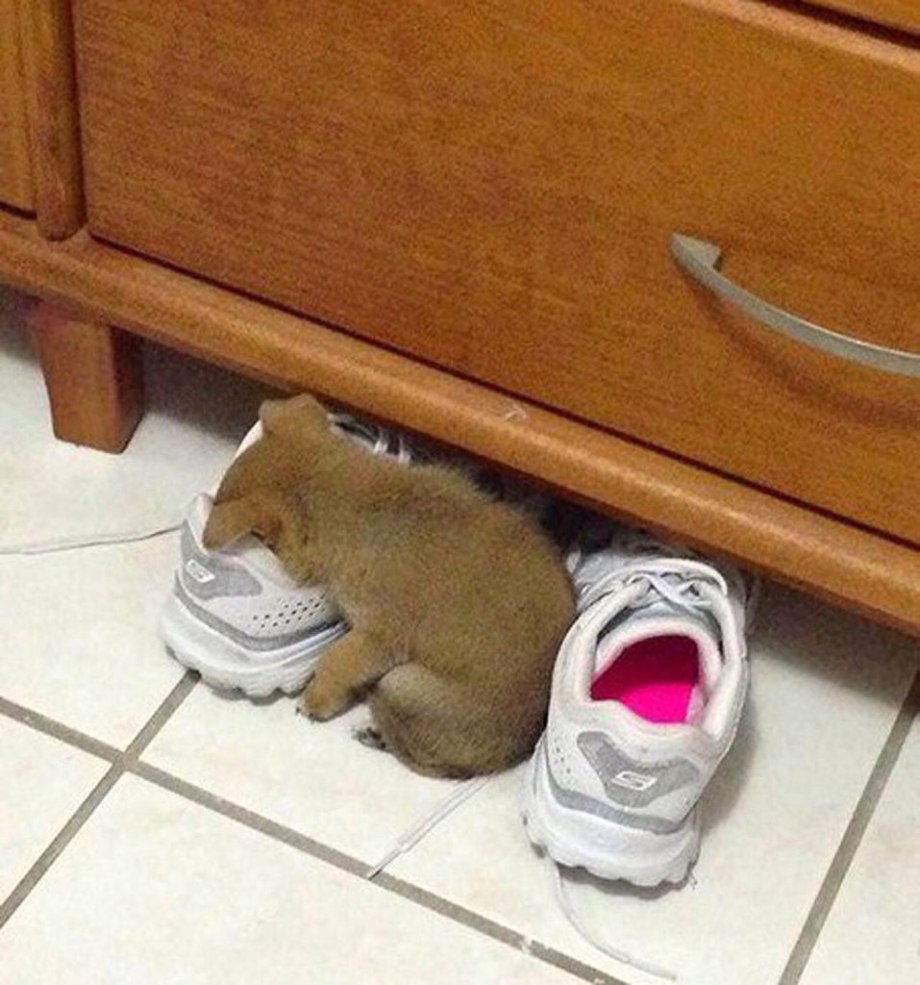 Собака смешно спит