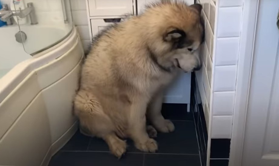 Кот застрял в диване