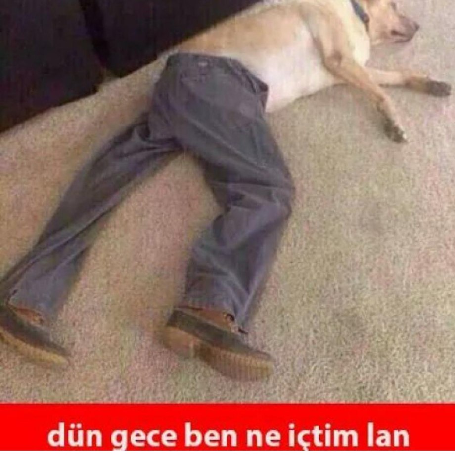 Мопс накакал