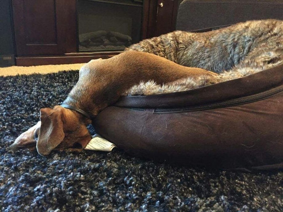 One Dog two Dogs