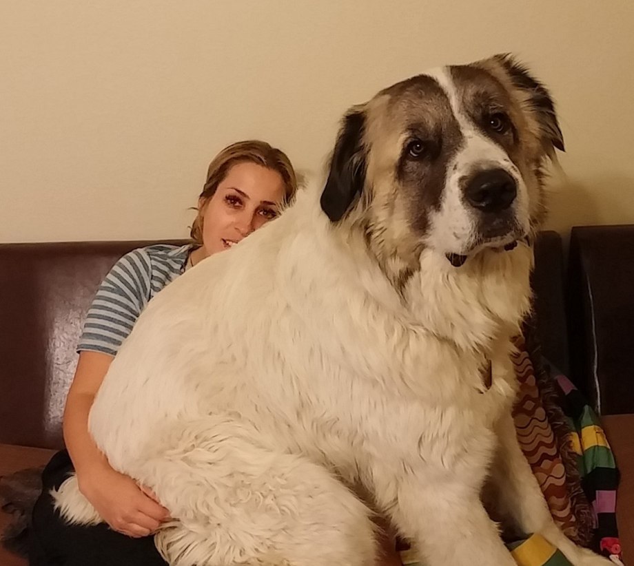 Огромный насколько. Большие собаки. Огромные собаки. Самые большие собаки. Самая большая собака.
