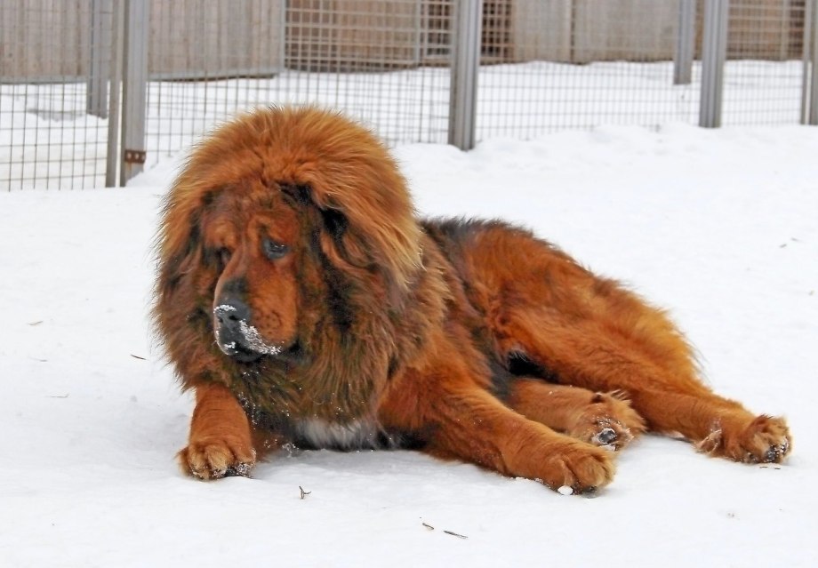Алтайский мастиф