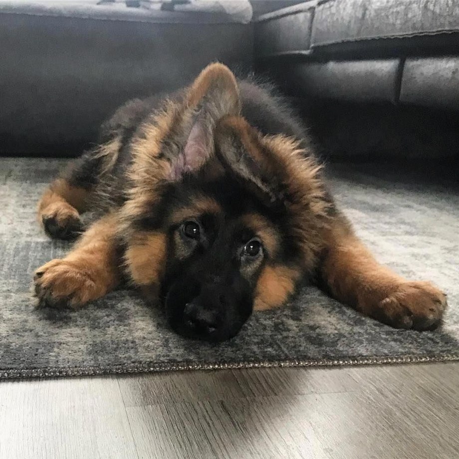 German Shepherd немецкая овчарка щенок