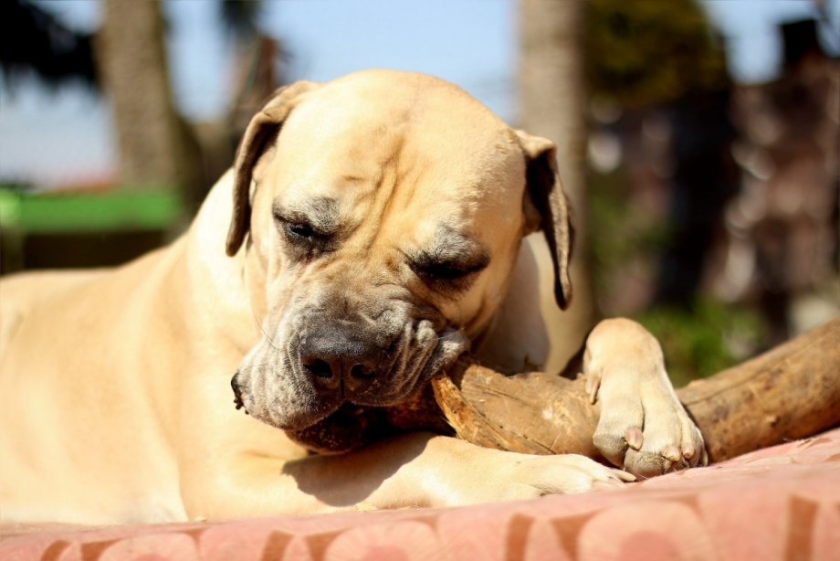 Boerboel / Boer Mastiff