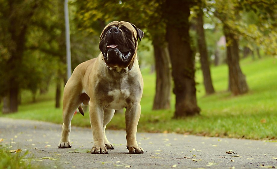 Boerboel / Boer Mastiff