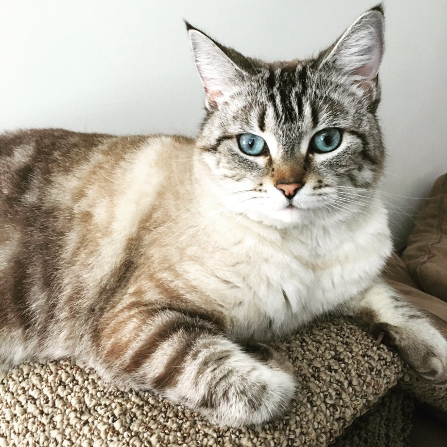 Линкс поинт Сиамская кошка