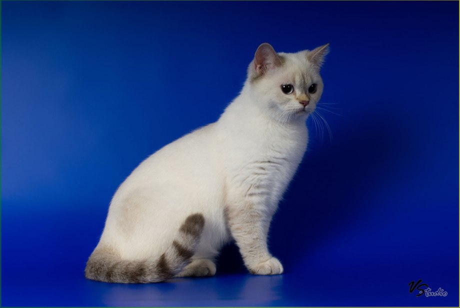 Tabby Siamese