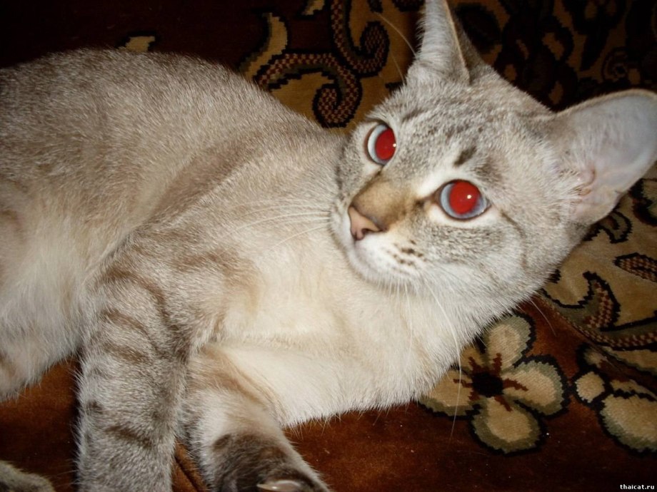 Тайская кошка тебби Пойнт