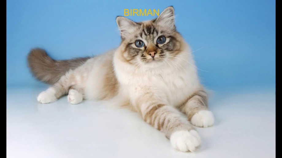 Бирманская кошка сил табби поинт