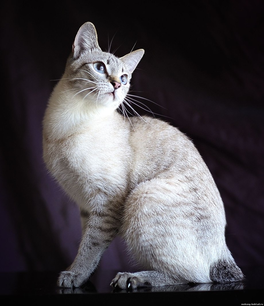 Кошка табби с голубыми глазами