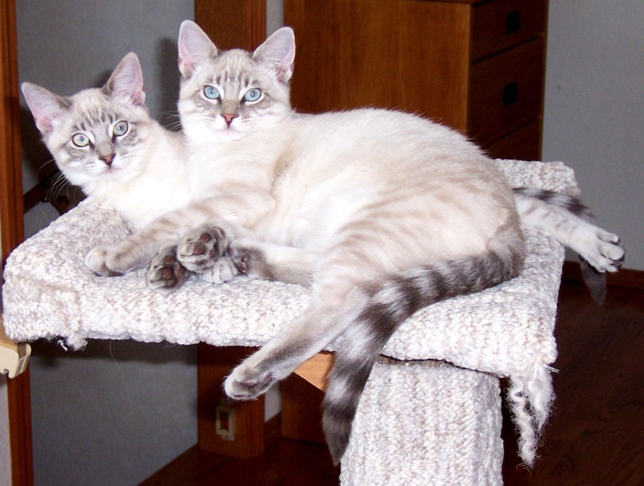 Lynx point Siamese