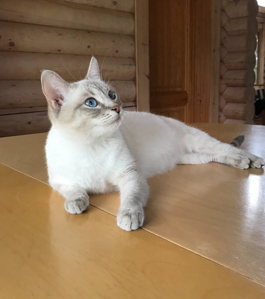 Шотландская скоттиш страйт шиншилла