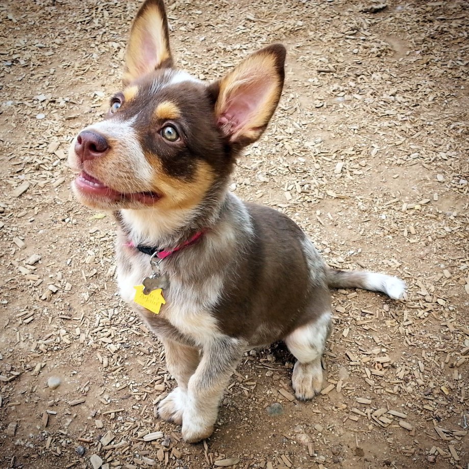 Australian Shepherd Blue Heeler Mix