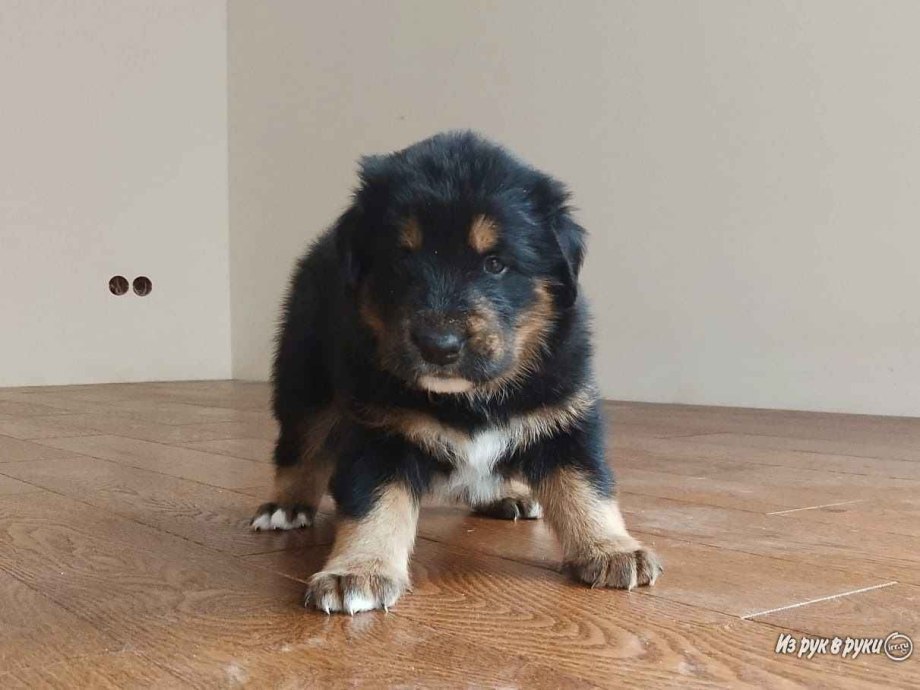 Щенок банхара 1 месяц