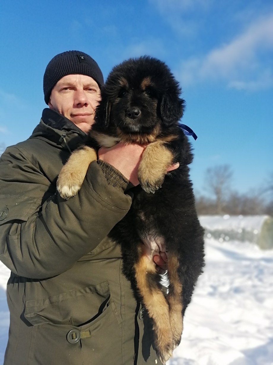 Монгольский банхар фото цена