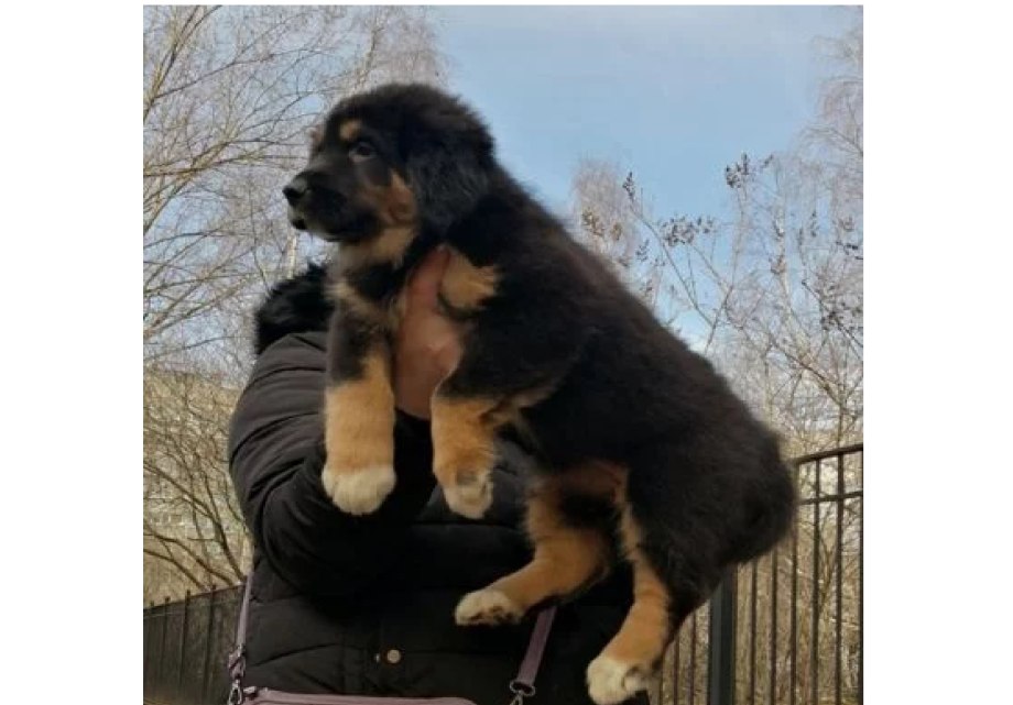 Банхар выставка