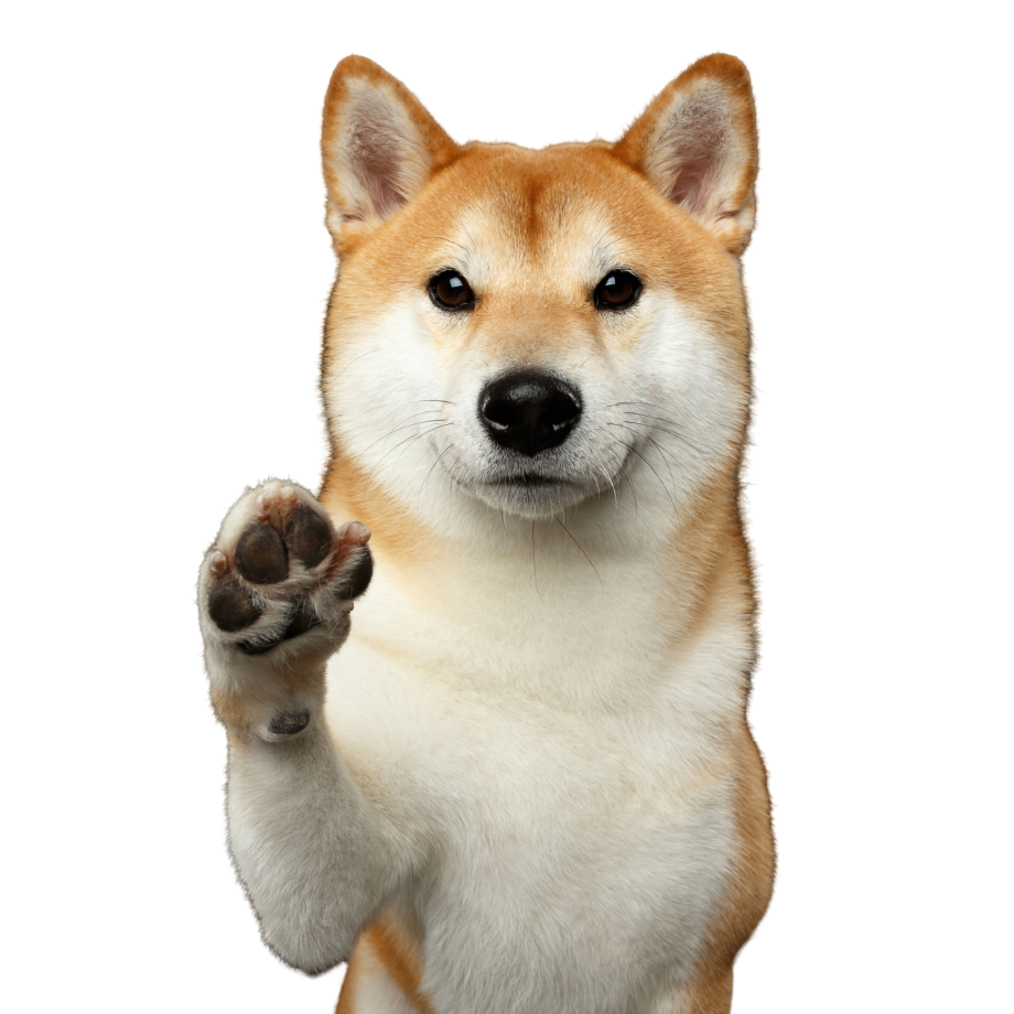 Шибу ину коин