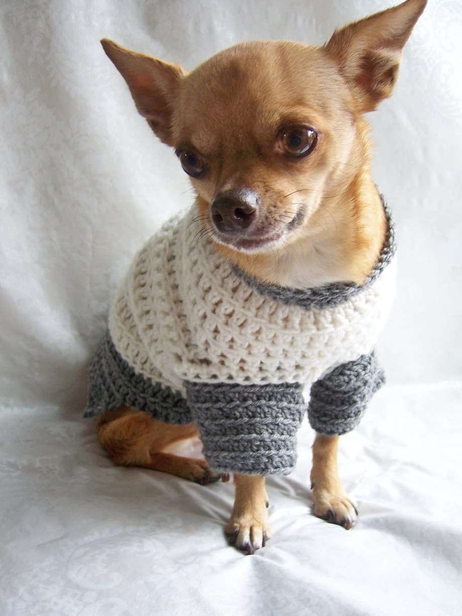 Как связать самый простой свитер для собаки