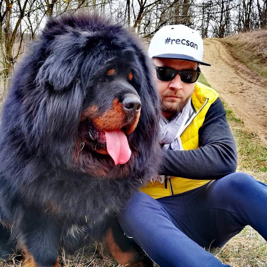Тибетский мастиф