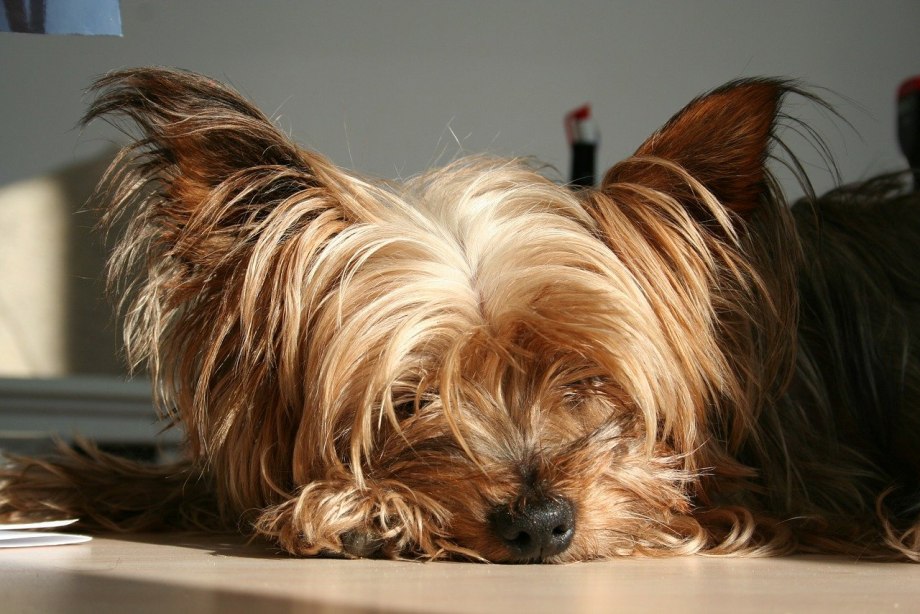 Yorkie Вайт