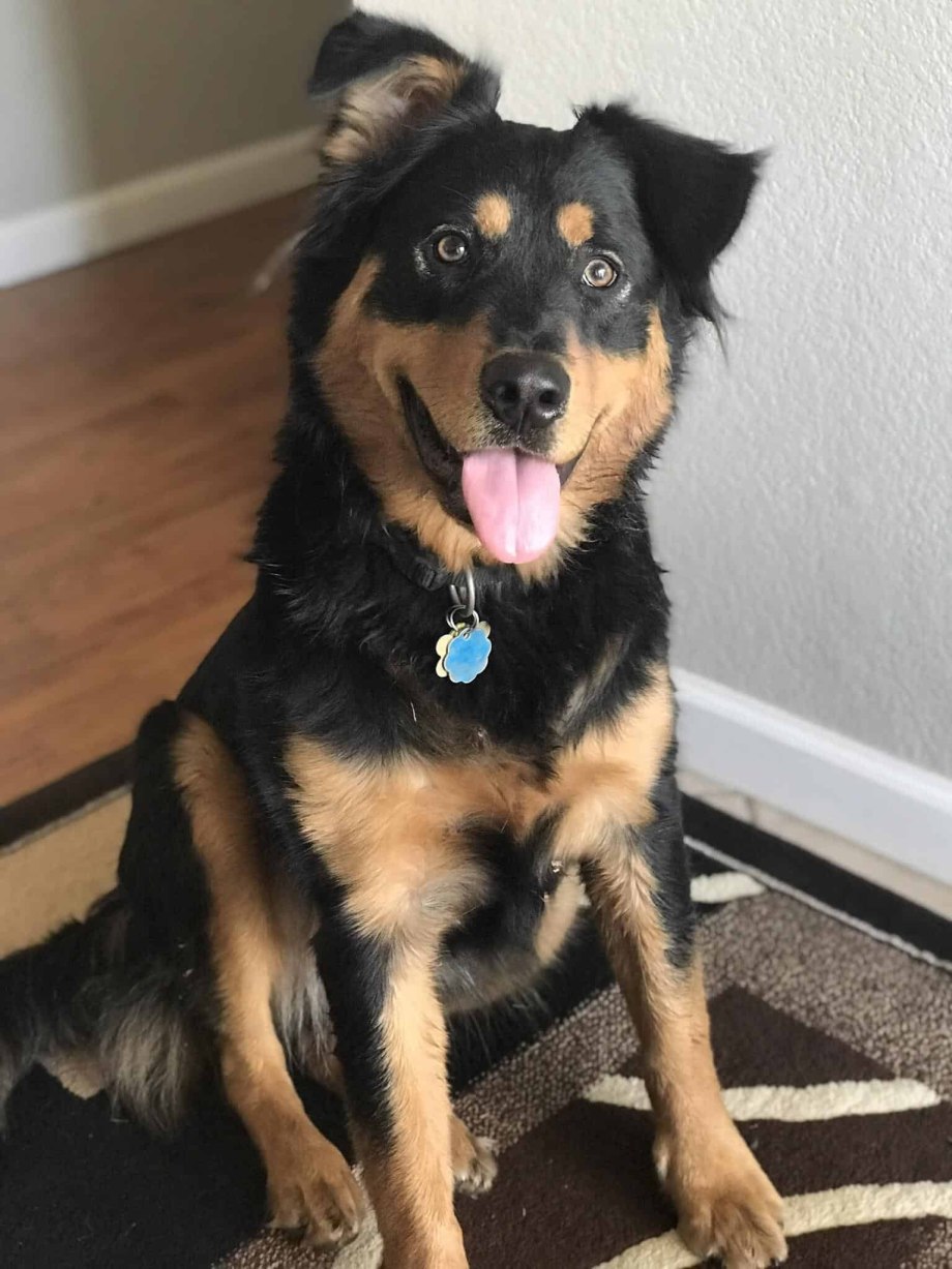 Rottweiler Husky Mix