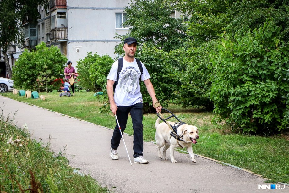 Собака поводырь с тростью
