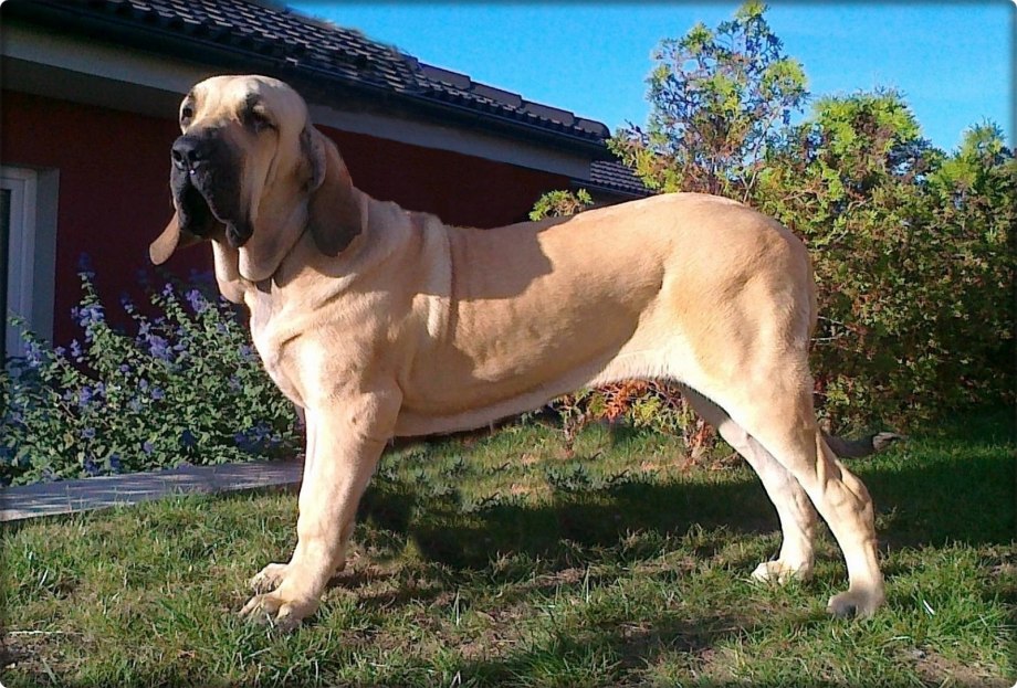Фила бразилейро