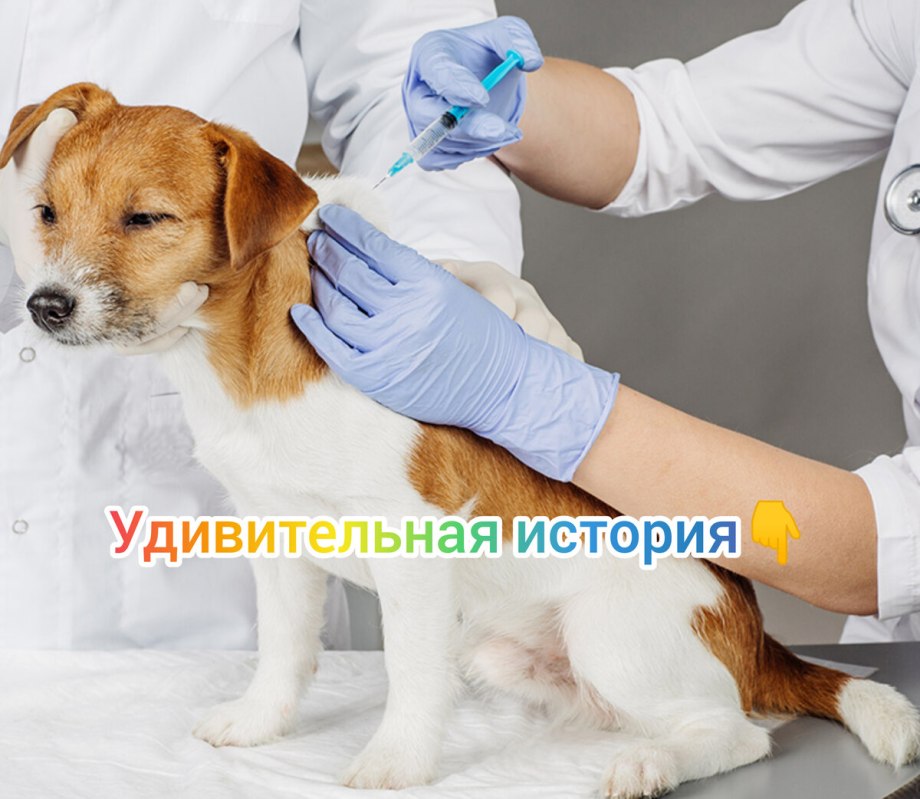 Иммунизация животных