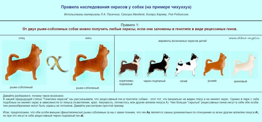 Генетика окраса собак чихуахуа