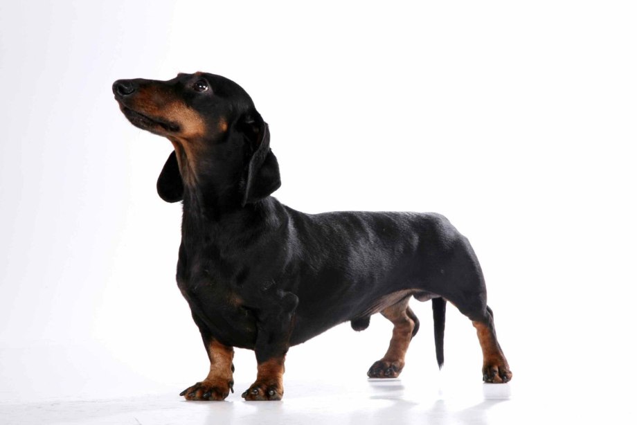 H.Sperling Dachshund